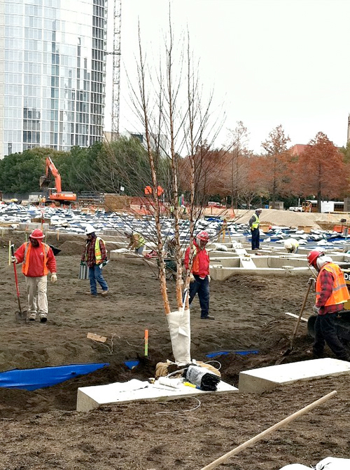 A Tree Grows in the Deck Park